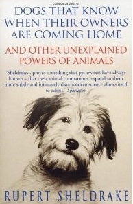 Dogs That Know When Their Owners Are Coming Home & Other Unexplained Powers of Animals